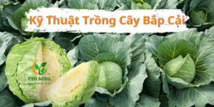 Kỹ Thuật Trồng Cây Bắp Cải (1)