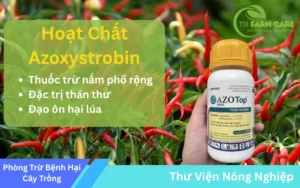 Azoxystrobin-hoat-chat-thuoc-tru-nam-benh-dac-tri-than-thu-lem-lep-lua
