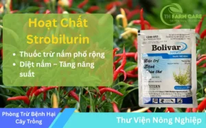 Goc-Strobilurin-Nhom-Thuoc-Tru-Nam-Hien-Dai-Pho-Rong-Va-Hieu-Qua-Cao-TH-FARM-CARE