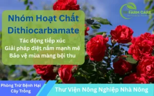 Nhom-Hoat-Chat-Dithiocarbamate-Giai-Phap-Phong-Tru-Benh-Nam-Hieu-Qua-Trong-Nong-Nghiep-Th-FARM-CARE