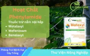 Nhom-Hoat-Chat-Phenylamide-Giai-Phap-Phong-Tru-Nam-Hieu-Qua-Trong-Nong-Nghiep