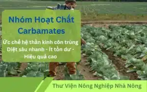 Nhom-hoat-chat-Carbamates-trong-thuoc-bao-ve-thuc-vat-Hieu-qua-va-luu-y-quan-trong-th-farm-care