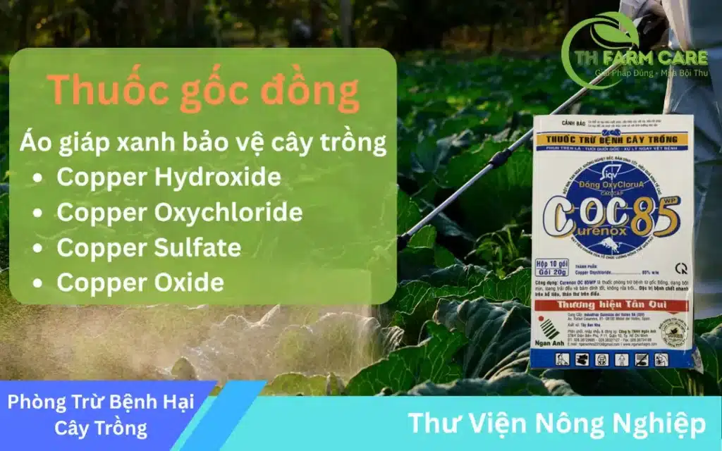 Thuoc-Goc-Dong-La-Gi-Tong-Hop-Cac-Dang-Pho-Bien-Va-Huong-Dan-Su-Dung-Hieu-Qua-TH-FARM-CARE.