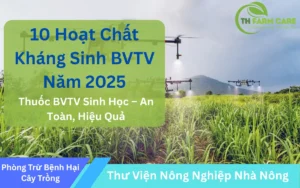 Hoat-chat-thuoc-khang-sinh-thuoc-bvtv-trong-nong-nghiep-tai-viet-nam-th-farm-care