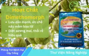 Dimethomorph-la-gi-Co-Che-Cong-Dung-Cach-Su-Dung-Thuoc-Tru-Nam-Dimethomorph-Hieu-Qua