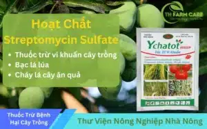 Hoat-Chat-Streptomycin-Sulfate-trong-Nong-Nghiep-Cong-Dung-Lieu-Dung