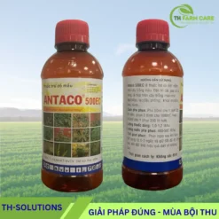 Antaco-500EC-Thuoc-tru-co-diet-mam-Acetochlor-cho-ngo-lac-mia-hanh
