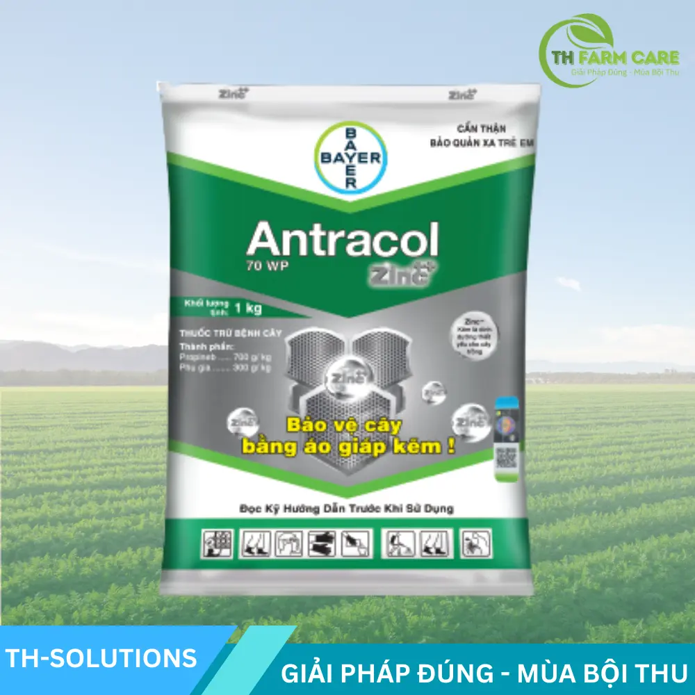 Antracol 70WP – Thuốc trừ nấm phổ rộng, bổ sung kẽm Zn giúp lá xanh khỏe | Bayer TTH Agro Antracol-70WP-Thuoc-tru-nam-pho-rong-bo-sung-kem-Zn-giup-la-xanh-khoe-Bayer