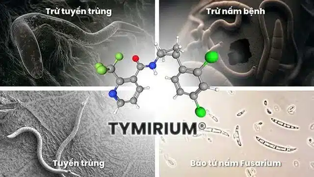 Cong-nghe-TYMIRIUM™-la-buoc-tien-moi-trong-quan-ly-tuyen-trung-duoc-Syngenta-phat-trien-dua-tren-co-che-luu-ton-vung-re