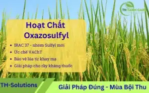 Oxazosulfyl-la-gi-Hoat-chat-sulfyl-nhom-37-IRAC-uc-che-VAChT-dac-tri-sau-hai-lua