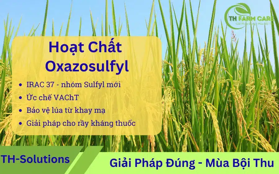 Oxazosulfyl-la-gi-Hoat-chat-sulfyl-nhom-37-IRAC-uc-che-VAChT-dac-tri-sau-hai-lua