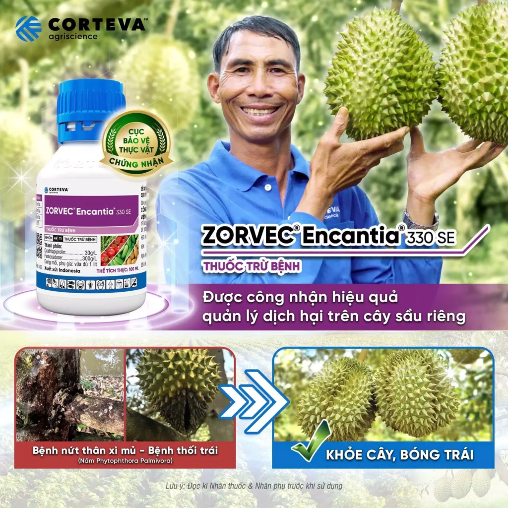 Famoxadone – Hoạt chất trừ nấm hiện đại trong Zorvec Encantia 330 SE, giải pháp bền vững cho cây rau màu Việt Nam TTH Agro 𝐙𝐎𝐑𝐕𝐄𝐂®-𝐄𝐧𝐜𝐚𝐧𝐭𝐢𝐚®-𝟑𝟑𝟎𝐒𝐄-cua-𝐂𝐎𝐑𝐓𝐄𝐕𝐀-duoc-Cuc-BVTV-cong-nhan-tinh-hieu-qua-ve-quan-ly-dich-hai-tren-cay-sau-rieng