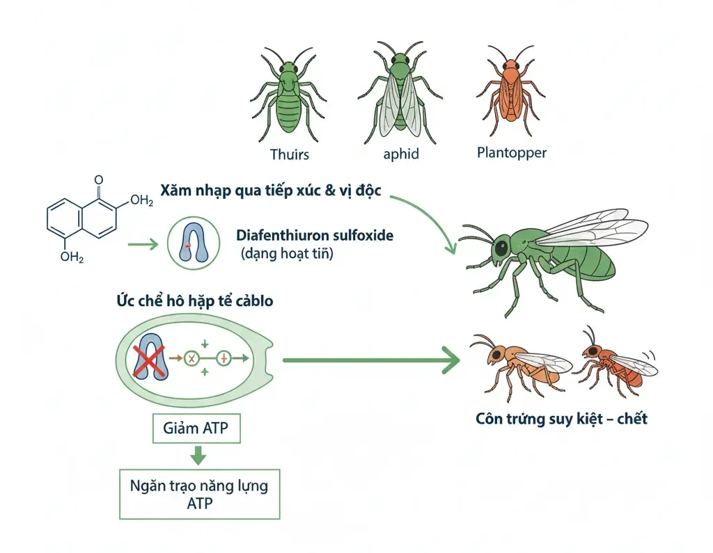 Co-Che-Diafenthiuron-sulfoxide-tac-dong-truc-tiep-len-ty-the