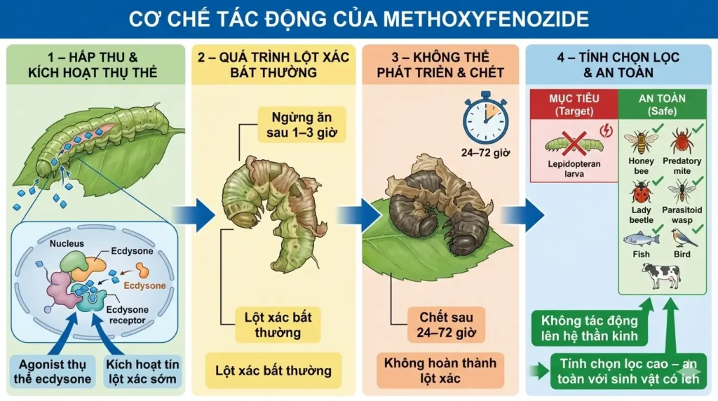 Co-che-tac-dong-cua-hoat-chat-Methoxyfenozide-lam-qua-trinh-lot-xac-bat-thuong