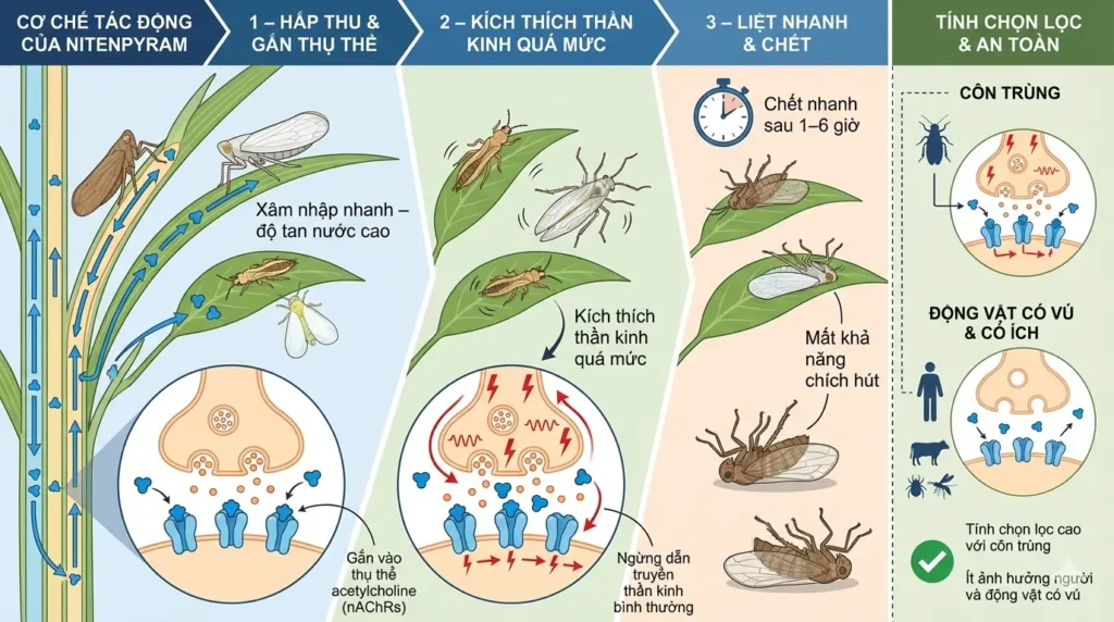 Co-che-tac-dong-cua-hoat-chat-Nitenpyram
