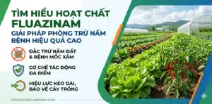 hoat-chat-Fluazinam-la-gi-Co-che-ung-dung-va-cach-phong-benh-suong-mai-hieu-qua