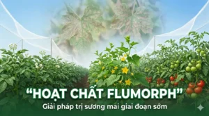 HOAT-CHAT-FLUMORPH-Giai-phap-tri-suong-mai-giai-doan-som