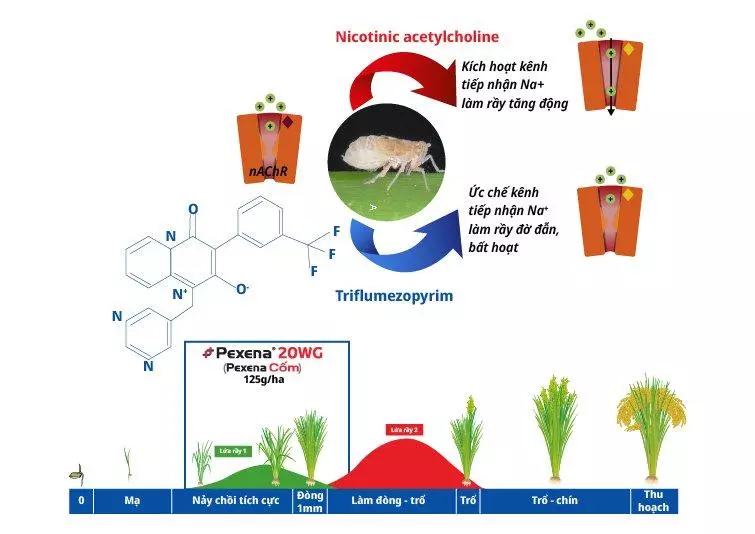 cơ chế hoạt động Triflumezopyrim