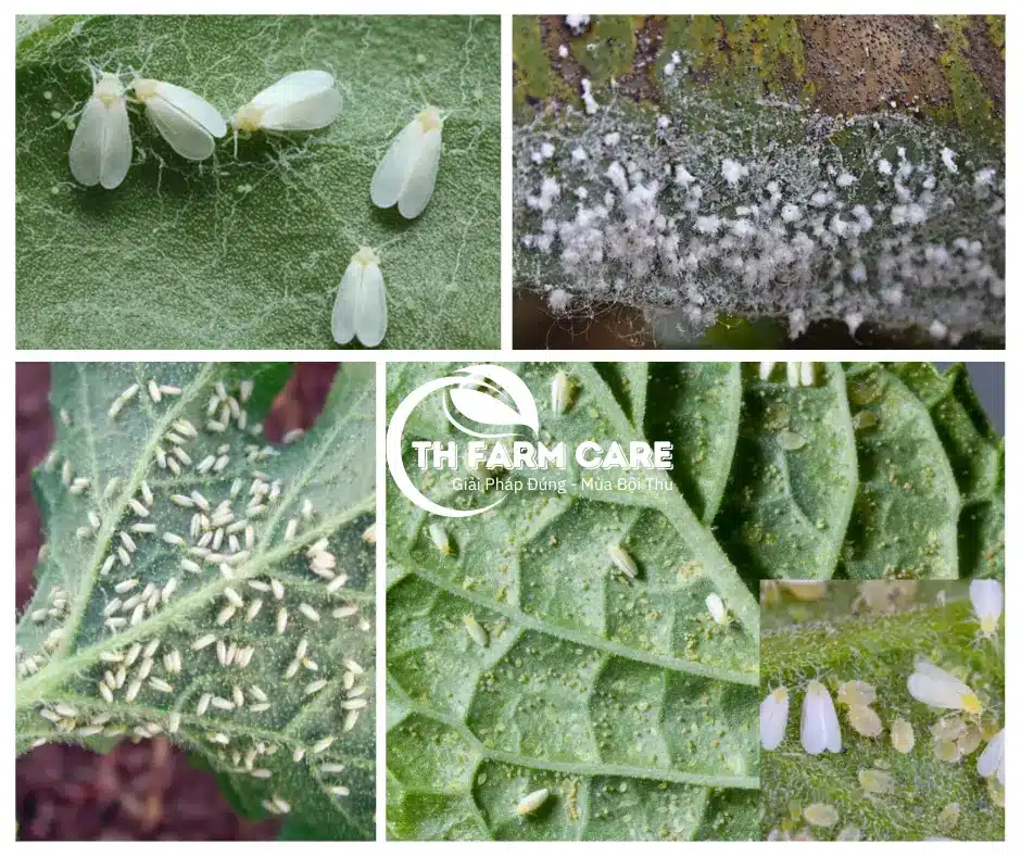 Bọ Phấn Trắng là tác nhân truyền nhiều bệnh virus nguy hiểm trên rau màu