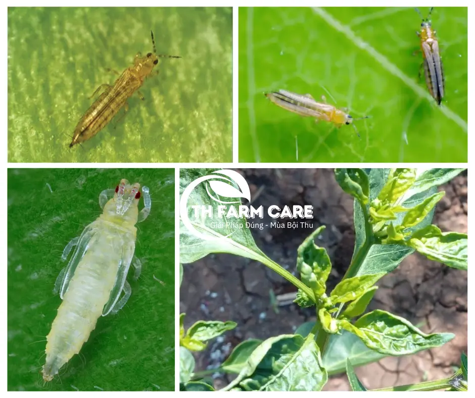 Bo-Tri-An-trong-la-non-nu-hoa-ngon-sinh-truong