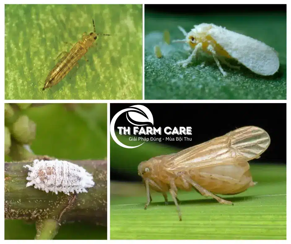 Côn trùng chích hút Bọ trĩ, Rầy, Rệp sáp, Bọ phấn trắng