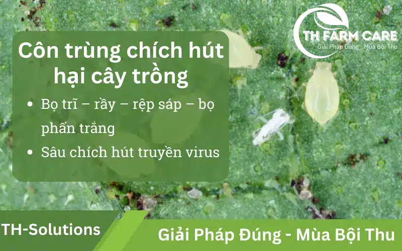 Nhóm côn trùng chích hút: Bọ trĩ, Rầy, Rệp sáp, Bọ phấn trắng TH FARM CARE