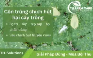 Hình ảnh côn trùng chích hút như bọ trĩ, rầy, rệp sáp và bọ phấn trắng gây xoăn lá, vàng lá và truyền virus trên cây trồng