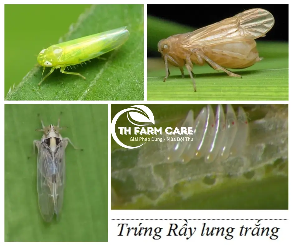 Nhóm RẦY gây hại cây trồng (Rầy nâu – rầy xanh – rầy lưng trắng)