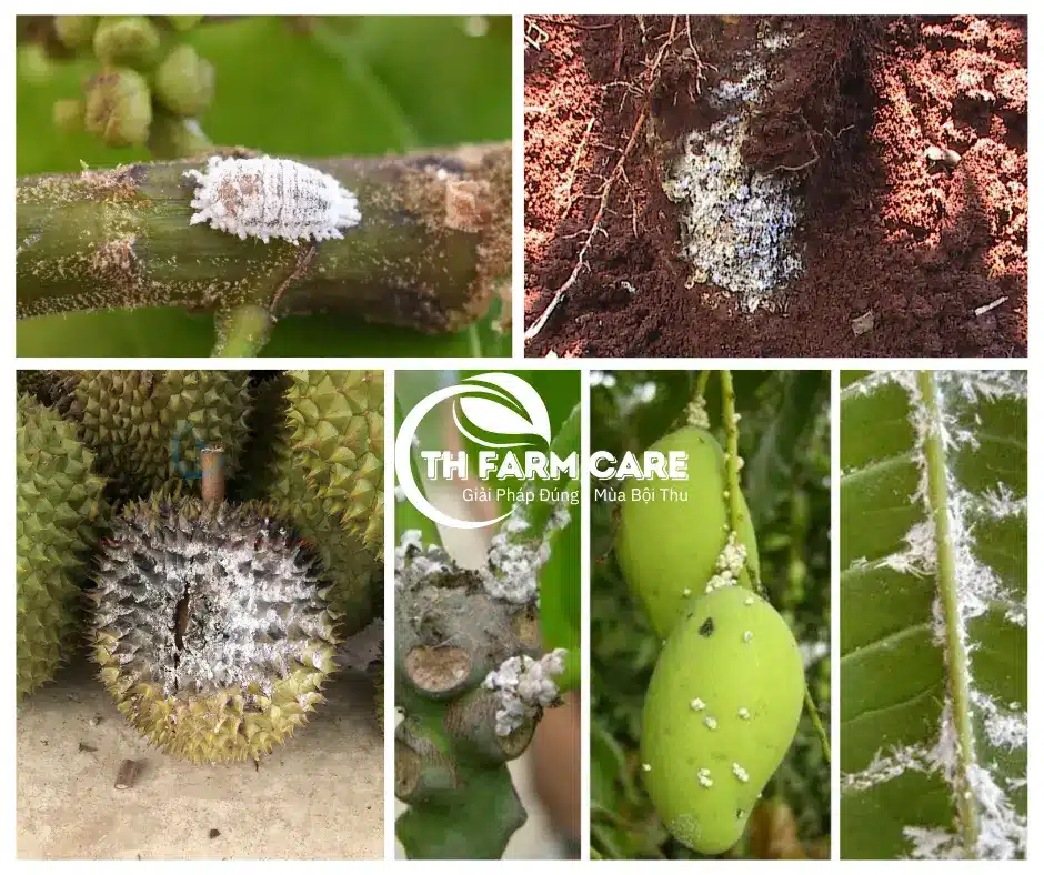 Rep-Sap-Hai-Ca-Phe-Hai-Cay-Cong-Nghiep