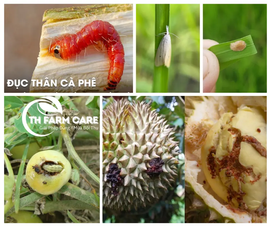 Sau-duc-than-sau-duc-qua-pha-hoai-cay-trong