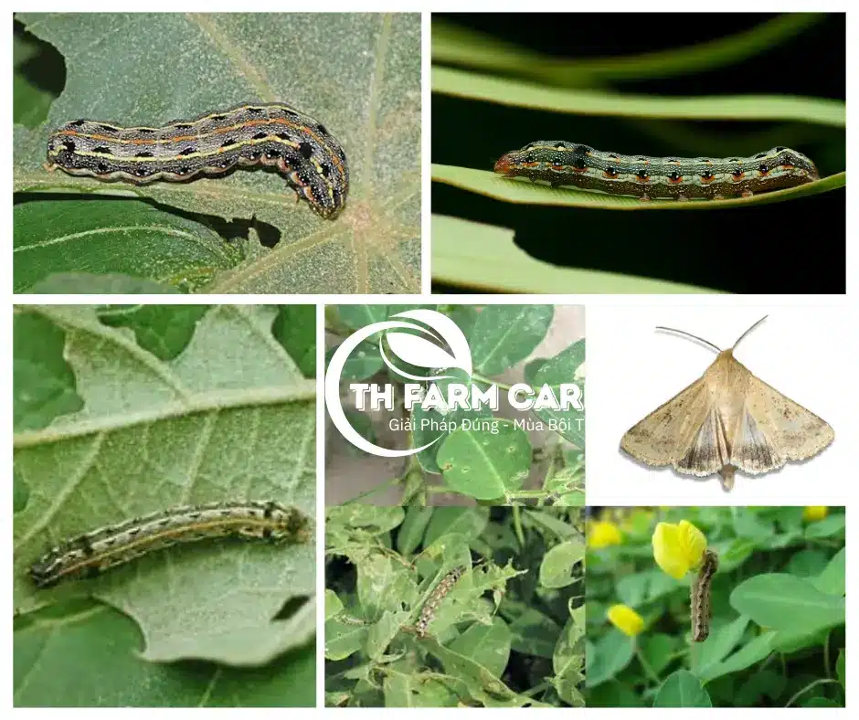 Sau-khoang-thuoc-ho-sau-mieng-nhai-hai-cay-trong