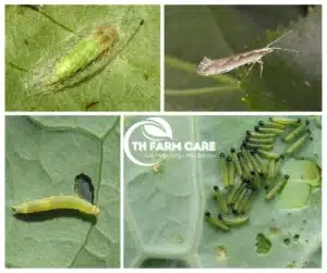 Sau-to-hai-bap-cai-cay-su-lo-tai-lam-dong-th-farm-care