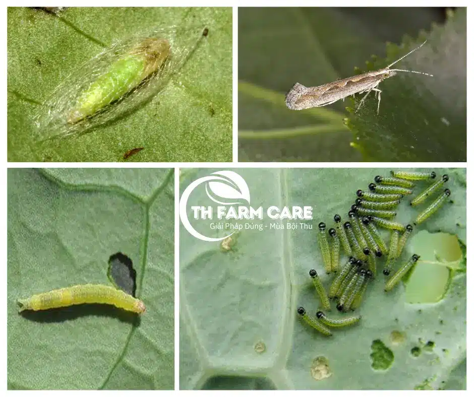 Sau-to-hai-bap-cai-cay-su-lo-tai-lam-dong-th-farm-care