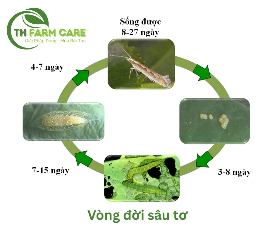 Vong-doi-sau-hai-mieng-nhai-sau-to-hai-rau-cai