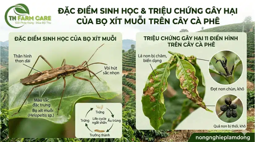 Triệu chứng bọ xít muỗi Helopeltis gây hại trên cây cà phê