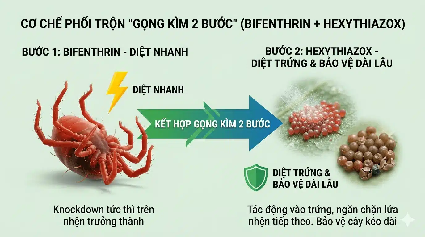 chiến lược phối hợp giữa hoạt chất diệt nhanh (Bifenthrin) và hoạt chất diệt trứng kéo dài (Hexythiazox
