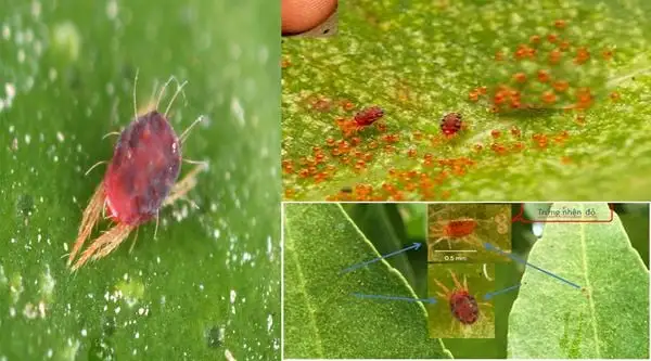 hinh-anh-mo-ta-cay-trong-bi-nhen-do-gay-hai