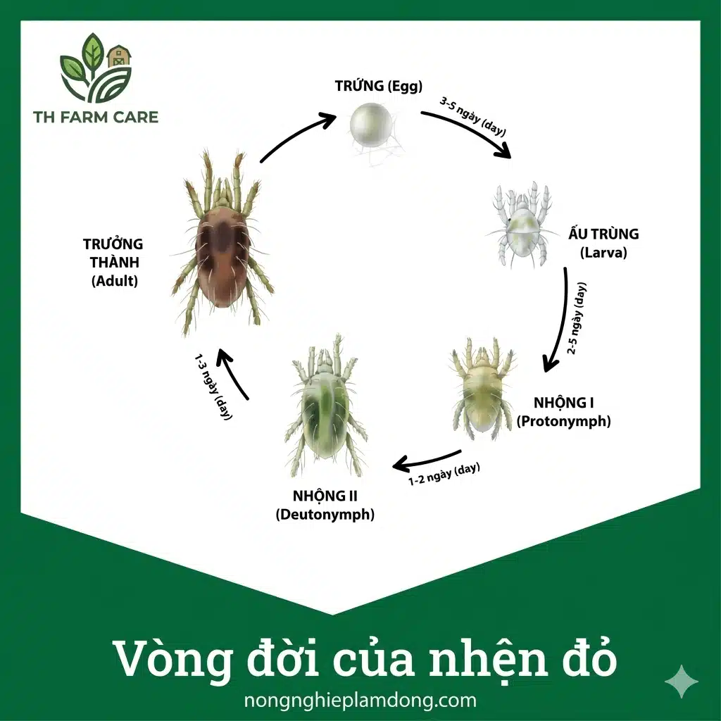 vong-doi-nhen-do-gay-hai-cay-trong