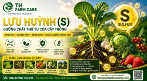 Lưu huỳnh (S) cho cây trồng - vai trò của lưu huỳnh trong tổng hợp protein, quang hợp, tăng sức đề kháng và nâng cao chất lượng nông sản