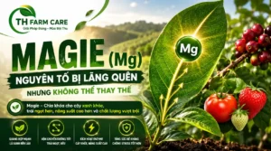 vai trò của Magie (Mg) đối với cây trồng, minh họa lá cây phát sáng chứa Mg giúp quang hợp mạnh, vận chuyển đường xuống trái, tăng năng suất và chống vàng lá cho cà phê, dâu tây và rau màu