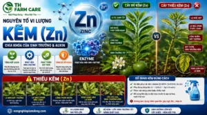 Kẽm Zn cho cây trồng giúp tổng hợp auxin, hoạt hóa enzyme, tăng sinh trưởng, ra hoa đậu trái và nhận biết dấu hiệu thiếu kẽm qua hiện tượng lá nhỏ, mọc chụm và lóng ngắn