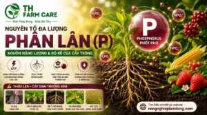 Phân lân (P) cho cây trồng - vai trò của phốt pho trong phát triển bộ rễ, truyền năng lượng ATP, kích thích ra hoa đậu trái và tăng năng suất cây trồng