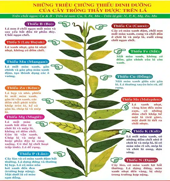 Trieu-Chung-Thieu-Dinh-Duong-Cua-Cay-Trong-The-Hien-Tren-La-Va-Cac-Giai-Doan-Phat-Trien-Cua-Cay
