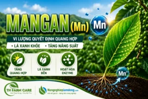 Trieu-chung-thieu-Mn-dien-hinh-vang-giua-gan-tren-la-non-gan-va-dai-mo-hai-ben-gan-van-xanh