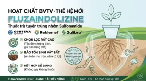 Ảnh bìa bài viết về hoạt chất Fluazaindolizine thuốc trừ tuyến trùng nhóm Sulfonamide thế hệ mới chọn lọc cao an toàn cho sinh vật đất và nấm đối kháng Trichoderma