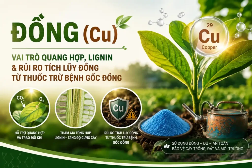 Dong-Cu-cho-cay-trong-vai-tro-quang-hop-lignin-va-rui-ro-tich-luy-dong-tu-thuoc-tru-benh-goc-dong