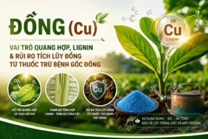 Dong-Cu-cho-cay-trong-vai-tro-quang-hop-lignin-va-rui-ro-tich-luy-dong-tu-thuoc-tru-benh-goc-dong