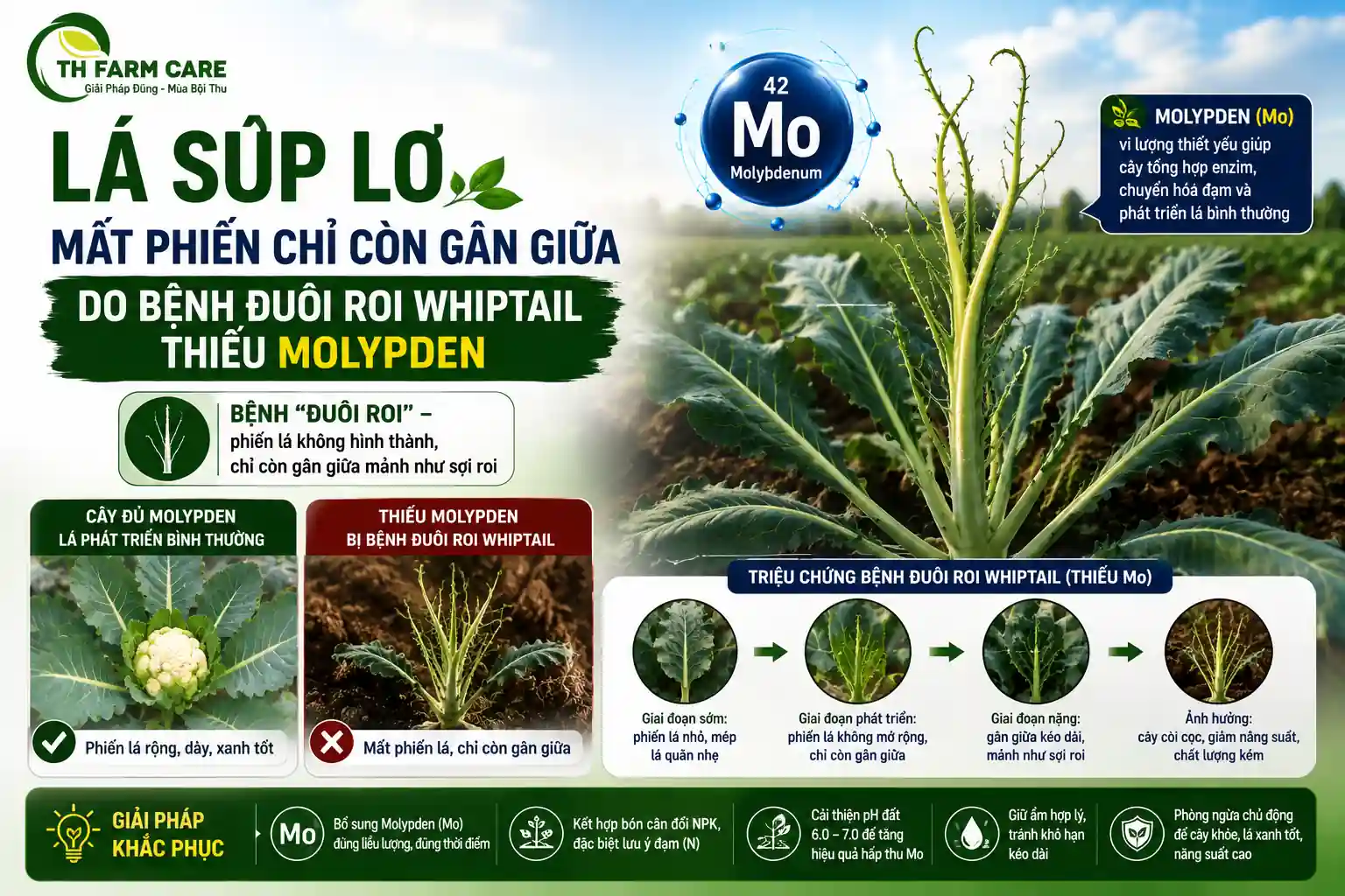Lá súp lơ mất phiến chỉ còn gân giữa do bệnh đuôi roi whiptail thiếu vi lượng molypden