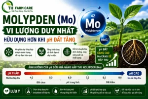 Molypden Mo cho cây trồng vai trò khử nitrate cố định đạm và bệnh đuôi roi trên rau họ cải