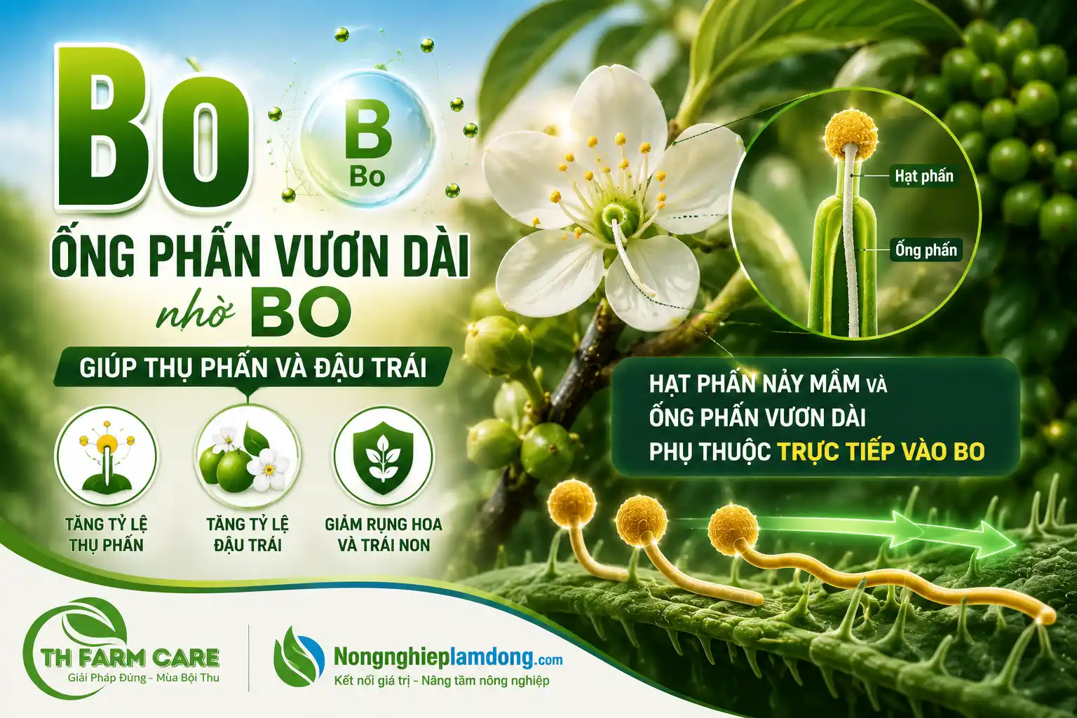 Ống phấn vươn dài nhờ bo giúp thụ phấn và đậu trá
